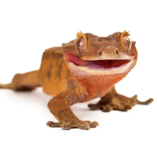 Cute Crested gecko licking lip and smiling