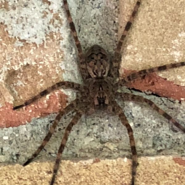 Dark Fishing Spider (Dolomedes tenebrosus) on bricks in Oxford, Michigan, USA