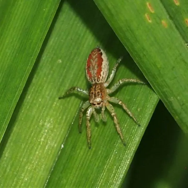 Dimorphic Jumping Spider (Maevia inclemens) on a long leaf in Hinchey Swamp, Michigan, USA