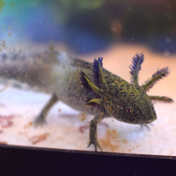 Enigma Axolotl