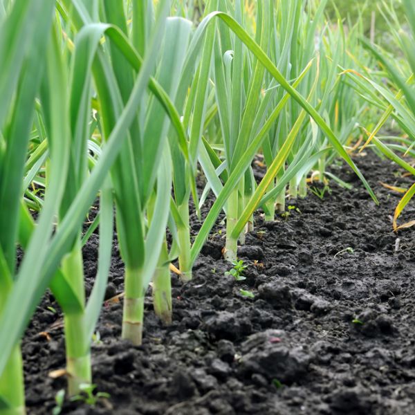 Fields of garlic plants