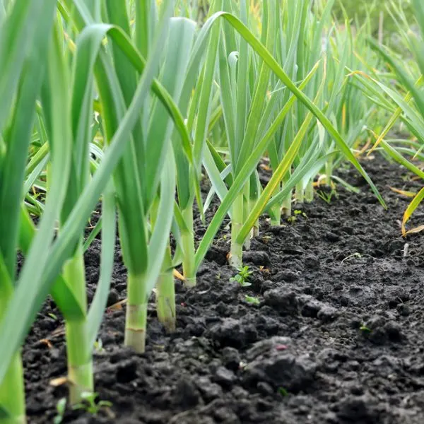 Fields of garlic plants