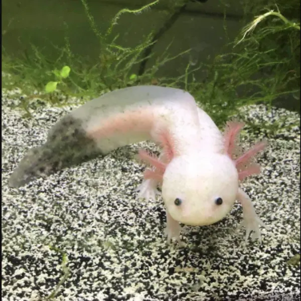 Firefly Axolotl