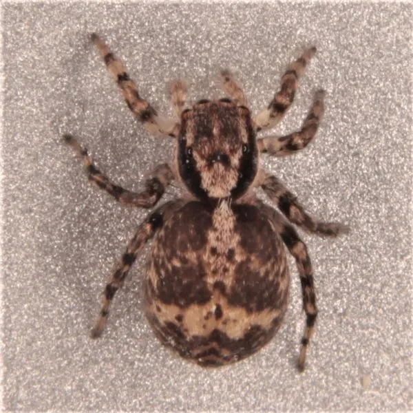 Flea Jumping Spider (Naphrys Pulex) on a grey wall in Mecosta County, Michigan, USA