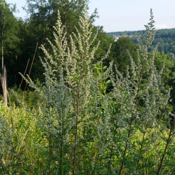 Flowering Mugwort on a hilly landscape