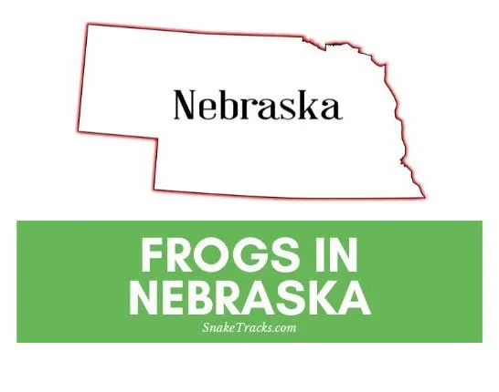 Frogs in Nebraska