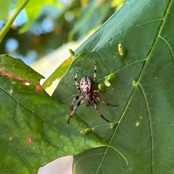 Furrow Orbweaver (Larinioides cornutus) on a leaf at Douglas Lake, Michigan, USA