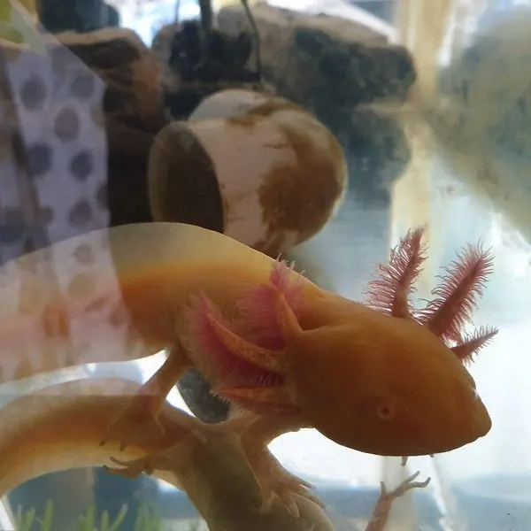 Golden Albino Axolotl