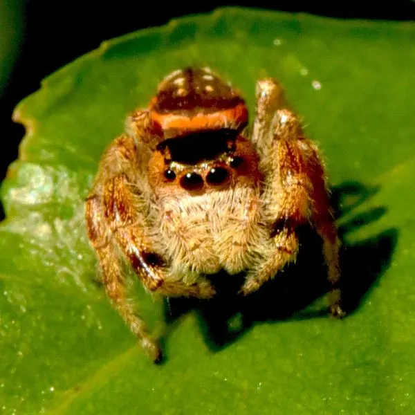 Golden Jumping Spider (Paraphidippus aurantius) on a leaf in Starke County, Indiana, USA