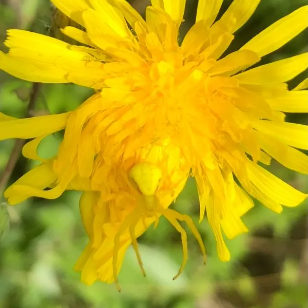 Goldenrod Crab Spider (Misumena vatia) on a yellow flower in Gogebic County, Michigan, USA