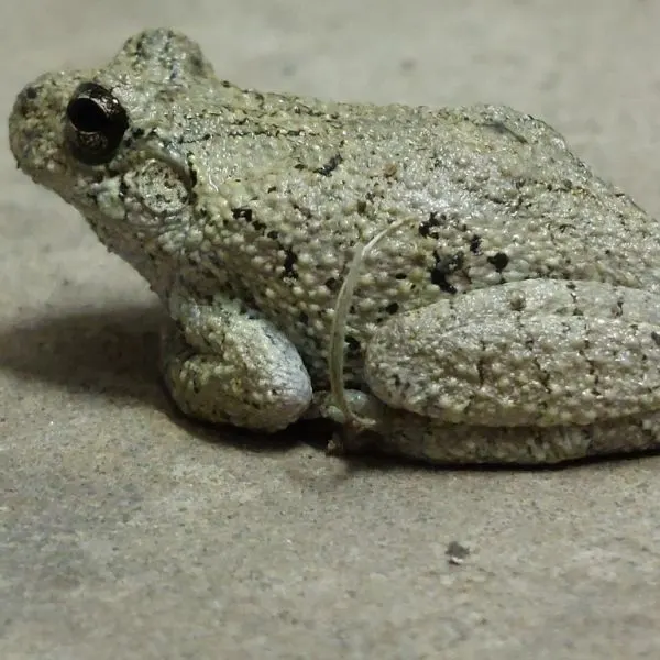 Gray Treefrog (Hyla versicolor) on concrete in Bear, Delaware, USA