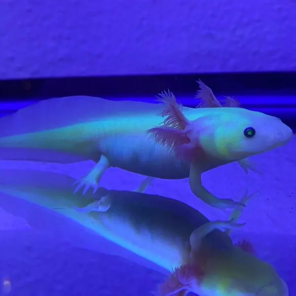 Green Fluorescent (GFP) Axolotl