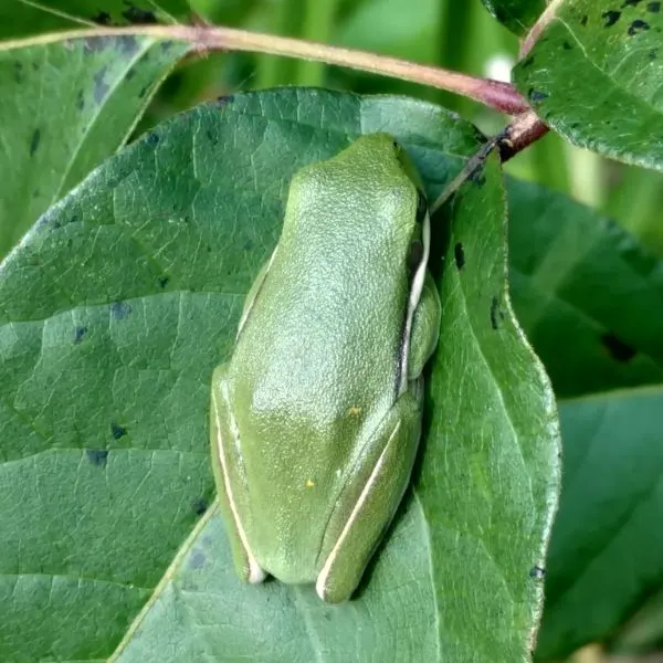 Green Treefrog (Hyla cinerea) on a leaf in Sussex County, Delaware, USA