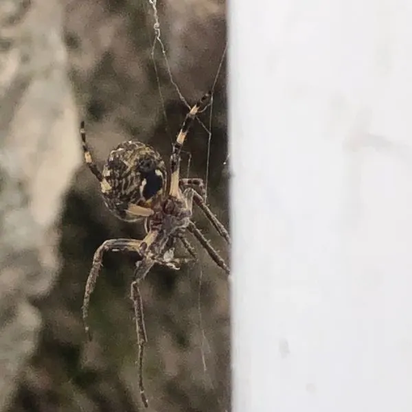 Grey Cross Spider (larinioides sclopetarius) hanging in front of a white fence in Michigan, USA