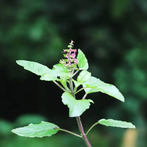 Holy Basil plant