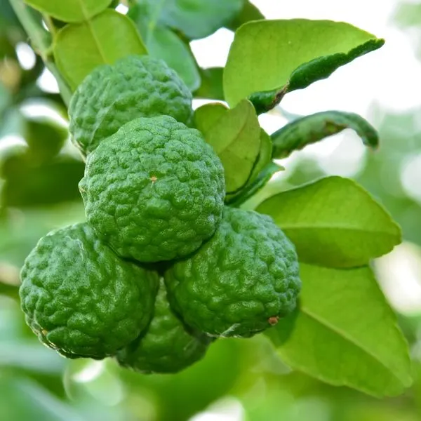 Kaffir Lime plant