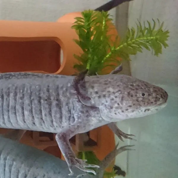 Lavender Axolotl