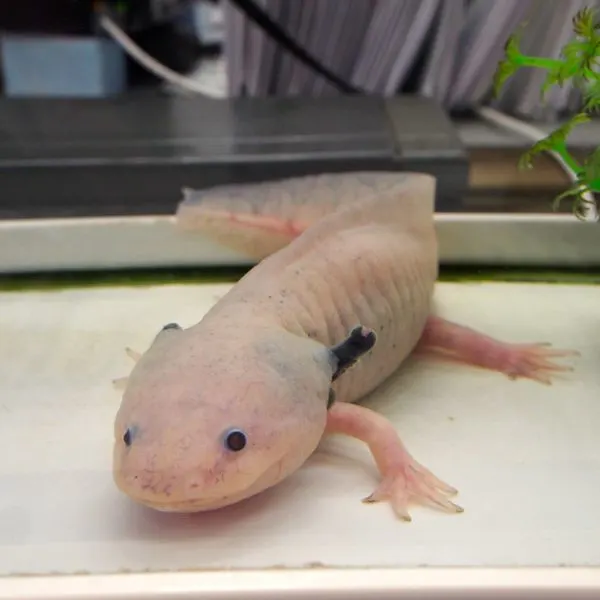 Leucistic Axolotl