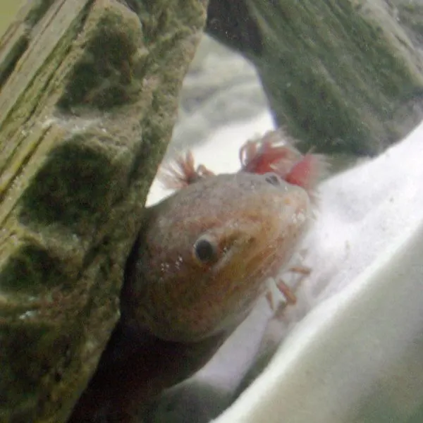 Little axolotl hiding
