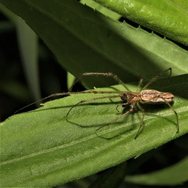 Long-jawed Orbweaver (Tetragnatha versicolor) walking on a leaf in Kent County, Michigan, USA