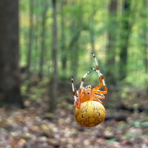 Marbled Orbweaver (Araneus marmoreus) hanging from a thread of its web in the forests of Turkey Run State Park, Indiana, USA