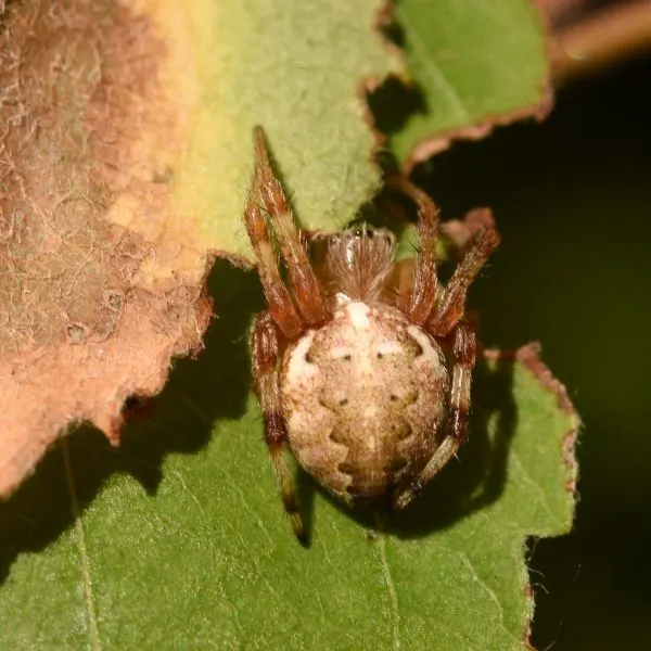 Marbled Orbweaver (Araneus marmoreus) hanging onto a leaf in Marquette, Michigan, USA