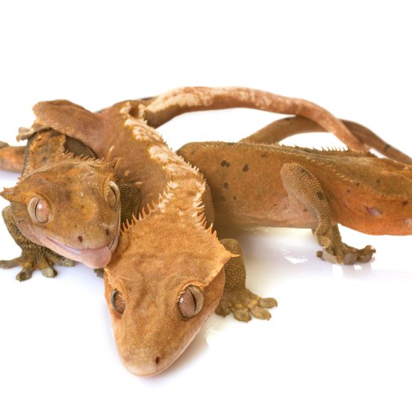Multiple crested geckos on a white background