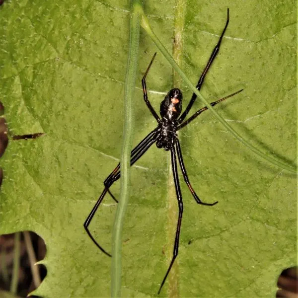 Northern Black Widow (Latrodectus variolus) on a leaf in Grand Traverse County, Michigan, USA