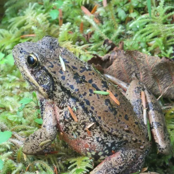 Northern Red-legged Frog (Rana aurora) on greens in British Columbia, Canada