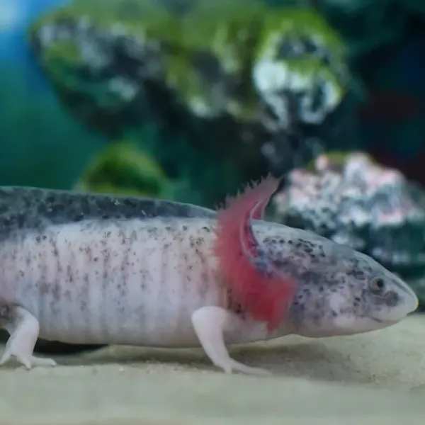 Piebald Axolotl