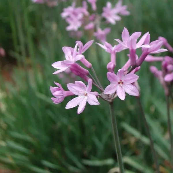 Pink Agapanthus growing wild