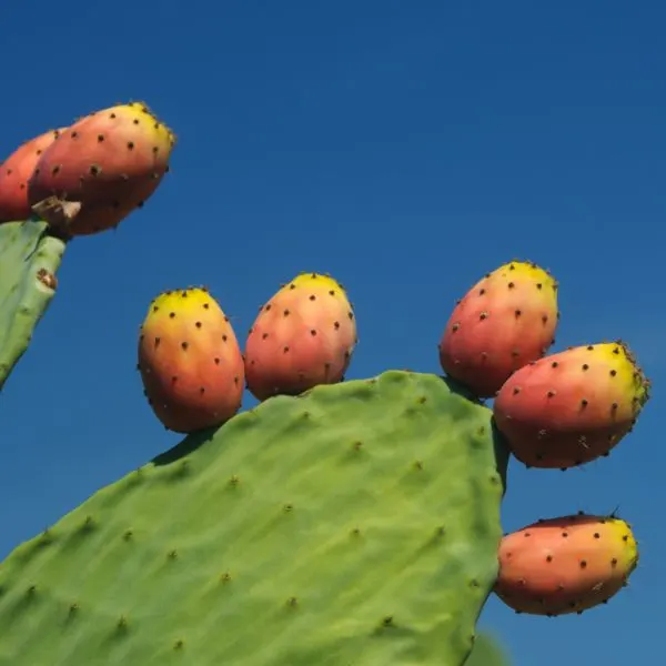 Prickly Pear Cactus