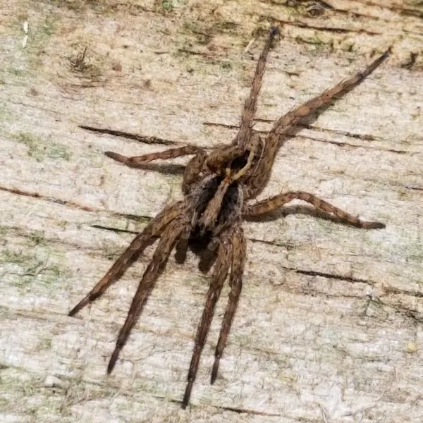 Rabid Wolf Spider (Rabidosa rabida) on wood in Anderson, Indiana, USA