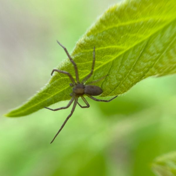 Running Crab Spider (Philodromus spp.) hanging onto a leaf at Indiana Dunes National Park, Indiana, USA