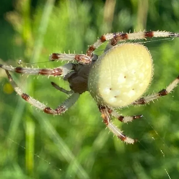 Shamrock Orbweaver (Araneus trifolium ) climbing a thread of its web at Ottowa National Forest, Michigan, USA