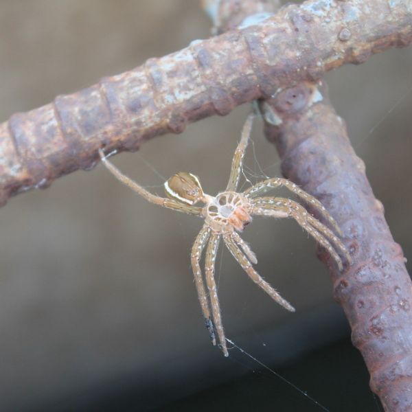 Six-spotted Fishing Spider (Dolomedes triton) hanging in between two metal poles in Dearborn County, Indiana, USA