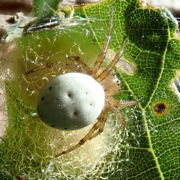 Six-spotted Orbweaver (Araniella displicata) on a leaf in Isabella County, Michigan, USA