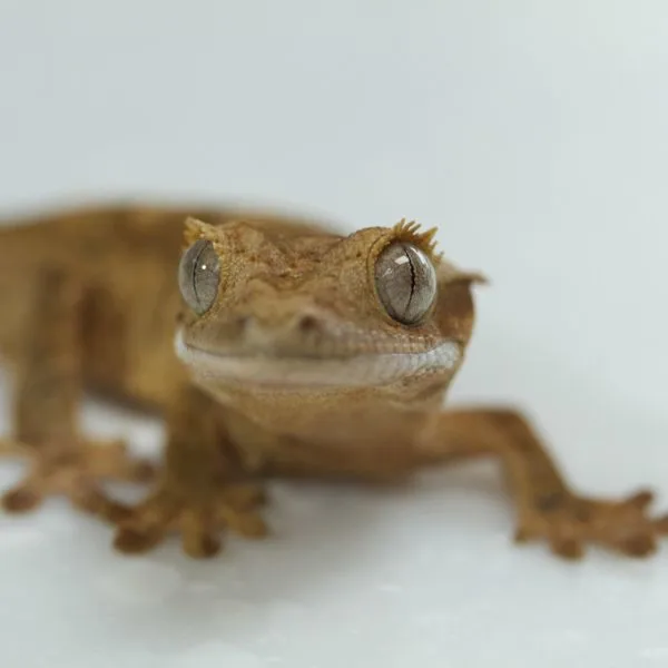 Small Crested Gecko on a white background