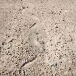 Snaketracks in dirt