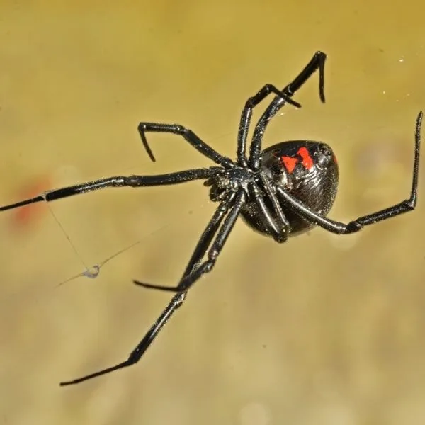 Southern Black Widow (Latrodectus mactans) hanging in its web in Victoria Gardens, Florida, USA