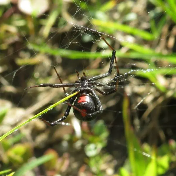 Southern Black Widow (Latrodectus mactans) hanging onto its web at Devils Hammock Wildlife Management Area, Florida, USA