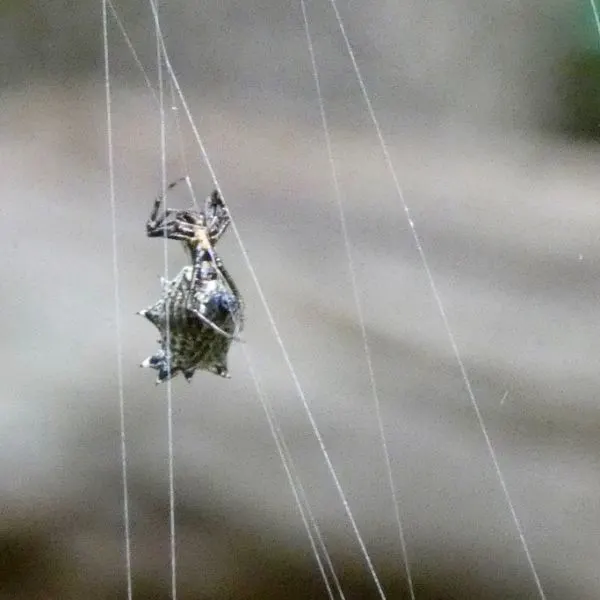 Spined Micrathena (Micrathena gracilis) hanging on a thread of its web in Wisconsin, USA