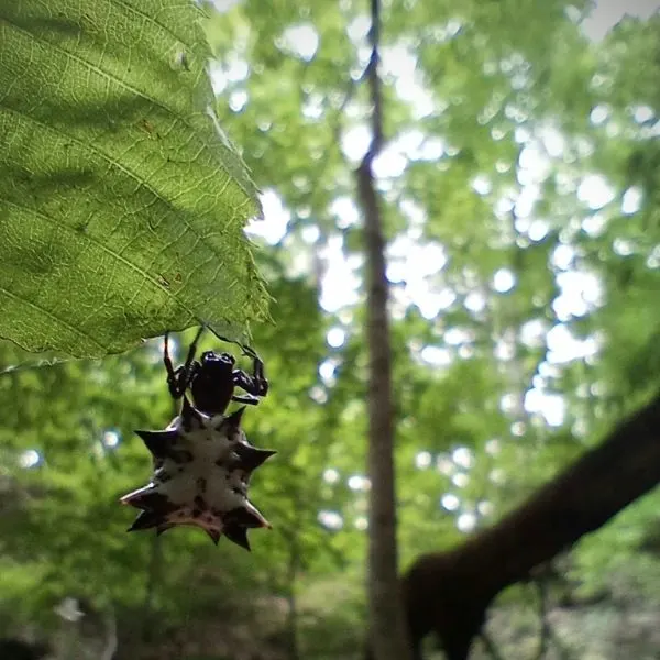 Spined Micrathena (Micrathena gracilis) hanging onto a leaf in Polk Township, Indiana, USA