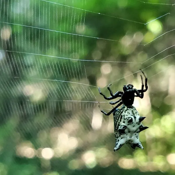 Spined Micrathena (Micrathena gracilis) hanging onto its web in Michigan, USA