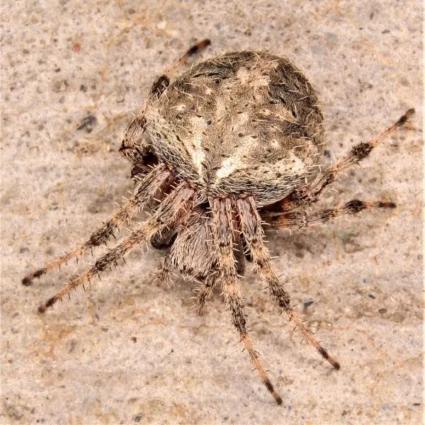 Spotted Orbweaver (Neoscona crucifera) on concrete at the Byron Center in Michigan, USA