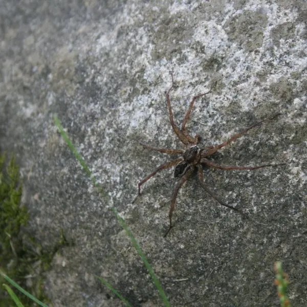 Striped Fishing Spider (Dolomedes scriptus) on a large rock in Kent County, Michigan, USA