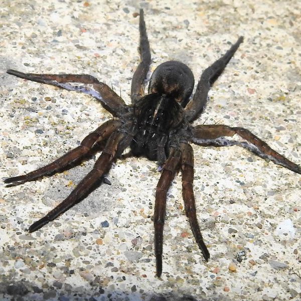Tiger Wolf Spider (Tigrosa helluo) on a rocky surface in Ann Arbor, Michigan, USA
