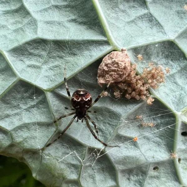 Triangulate Combfoot (Steatoda triangulosa) on its web on a leaf in Canton, Michigan, USA