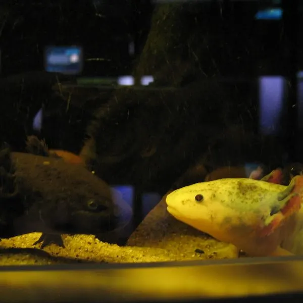 Two different-colored axolotls looking at each other