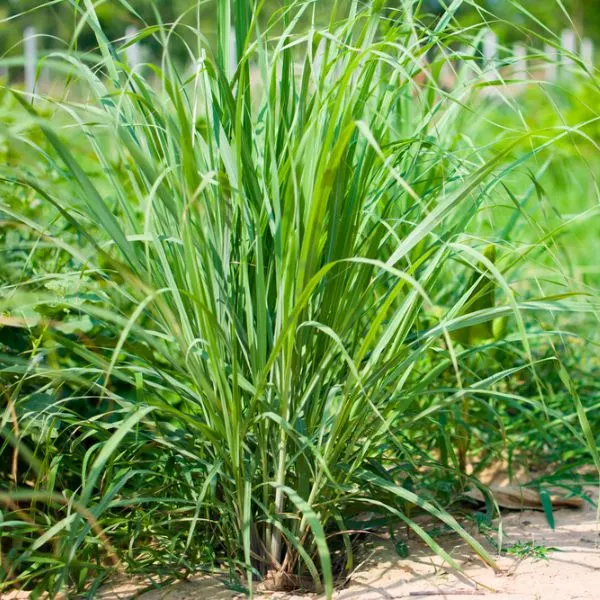 West Indian Lemongrass growing in the wild